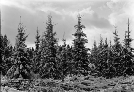 fir-trees